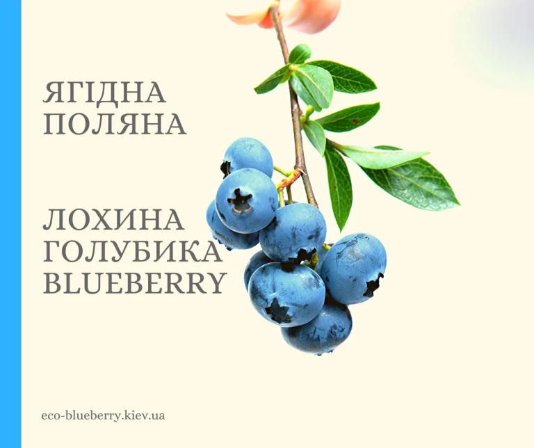 Лохина користь: що дає організму синя ягода довголіття